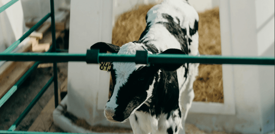 cow